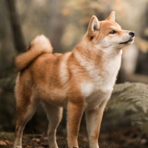 Profile photo of Logan