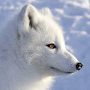 Profile photo of Rina