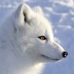 Profile photo of Rina
