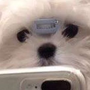Profile photo of Kassie wang