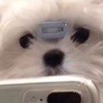 Profile photo of Kassie wang